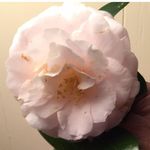 Barbara Morrell - @barbara.morrell.984 - Instagram