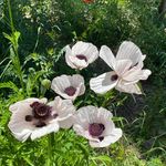 Barbara Dux Mullally - @cabincountess - Instagram