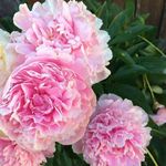 Barbara Murphree - @hrpwrd - Instagram