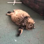 Barbara Muth - @barbaramuth - Instagram