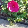 BarbaraNelle Ewell - @barbaranelle.ewel - TikTok