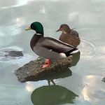 Barbara Oakley - @gardengirlpics - Instagram
