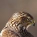 Barbara O'Connell Photography - Facebook