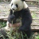 Barbara O'Connell - @lala57panda - Instagram