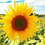 Barbara O'Connell Falowski - @barbaraoconnellfalowski - Instagram