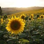 Barbara Okamoto Bach - @bbach1024 - Instagram