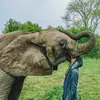 ElephantBoy - @rene_casselly - TikTok