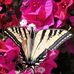 Barbara Oplinger - Facebook