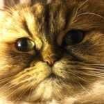 Mollymolly - @barbara.oppizzi - Instagram
