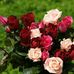 Barbara Osman-Bielak - Facebook