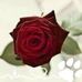Gina Sanchez Reha - Facebook