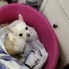 barbarapacini428 - @barbarapacini428 - TikTok