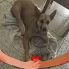 Barbara Palmeri - @barbara.palmeri - TikTok