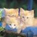 Barbara Pappas - Facebook