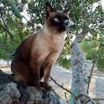 Barbara Patten - @barbfp._2cats - Instagram
