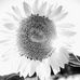 Barbara Pecoraro - Facebook