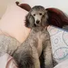 Barbara's standard poodles - @barbarapoodles - TikTok