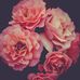 Barbara Peffer - Facebook
