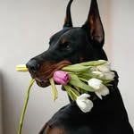 Barbara Pemberton - @doberman.pups.for.adoption - Instagram