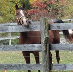 Barbara Pettit - Facebook