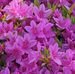 Barb Pflaum - Facebook
