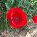 Barb Piatt - Facebook