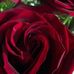 Barbara Pinder - Facebook