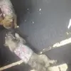 Barbara Prieto - @barbara.prieto1 - TikTok