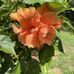 Barbara Rhodes - Facebook