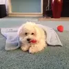 Barbara Estriplet - @barbaraestriplet - TikTok