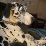 Barbara Ricketts - @estesbark - Instagram