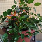 Barbara Rollins - Facebook