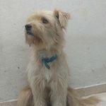 Barbara Samuel Diogo Souza - @barbarinhaadog - Instagram