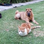 Barbara Sandstrom - @cats4us.47 - Instagram