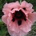 Barbara Sandwell - Facebook
