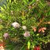 Barbara Scherrer - Facebook