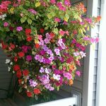 Barb Schriever - @barbaraschriever - Instagram
