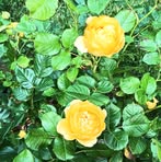 Barbara Schutt - Facebook
