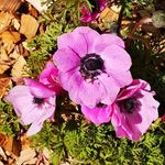 Barbara Schütte - @schutte6232 - Instagram