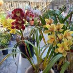 Barbara Schutte - @brs37737 - Instagram