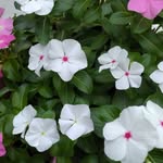 Barbara Scotti - @barbara.scotti.752 - Instagram