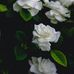 Barbara Sharp - Facebook