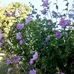 Barbara Shartzer - Facebook