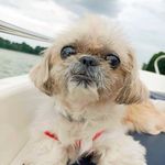 ⒷⒶⓈⒾⒶ 🐶 - @_barbara_shihtzu_official_ - Instagram
