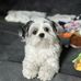 Barbara Arley Shih Tzu puppies - Facebook