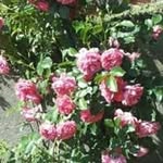 barbara steiner - @barbaras1876 - Instagram