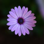 Barbara Stern - Facebook