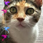 Barbara Swartz - @barbara.swartz.5686 - Instagram