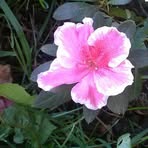 Barbara Teeples - Facebook