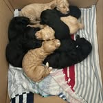 Barbara Temple - @luvbugkennel - Instagram